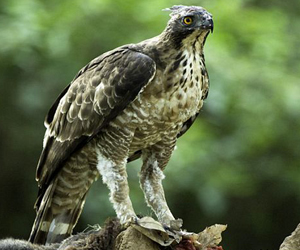 Бүргэд (Уулын согсоотбүргэд)